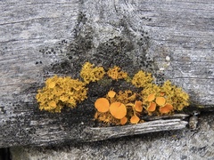 Teloschistes chrysophthalmus