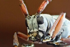 Prosopocera jacobeae