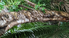 Rhynchonycteris naso