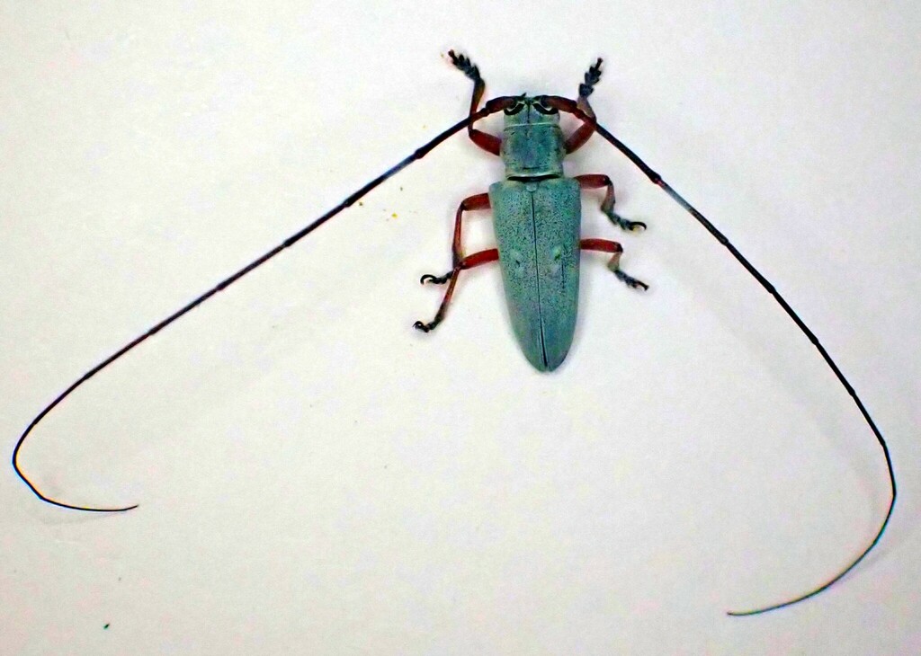 Prosopocera jacobeae