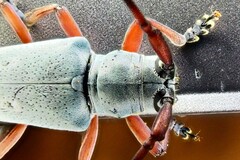 Prosopocera jacobeae