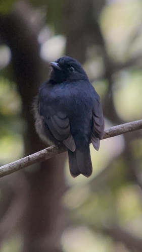 Black Manakin