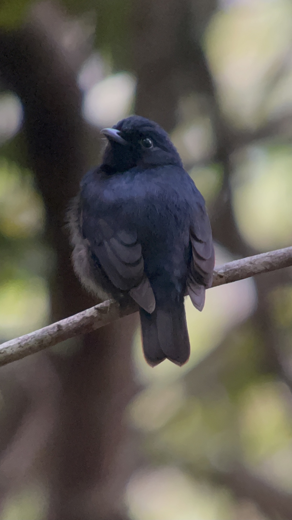Black Manakin (Xenopipo atronitens), photo 4