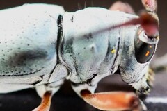 Prosopocera jacobeae