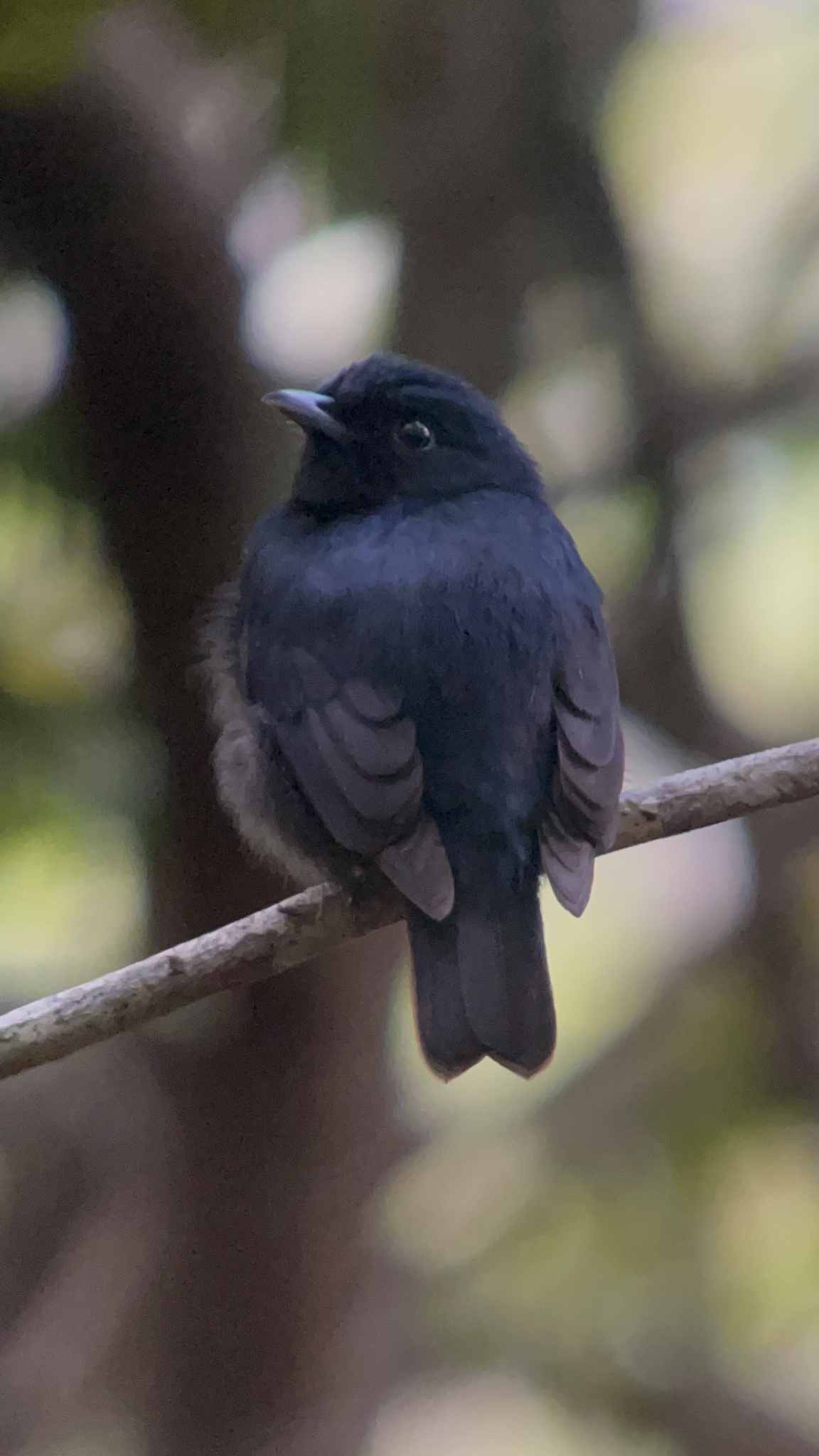 Black Manakin (Xenopipo atronitens), photo 5