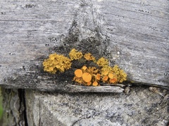 Teloschistes chrysophthalmus