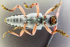 Prosopocera jacobeae