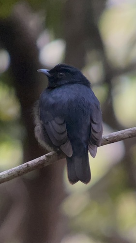 Black Manakin (Xenopipo atronitens), photo 8