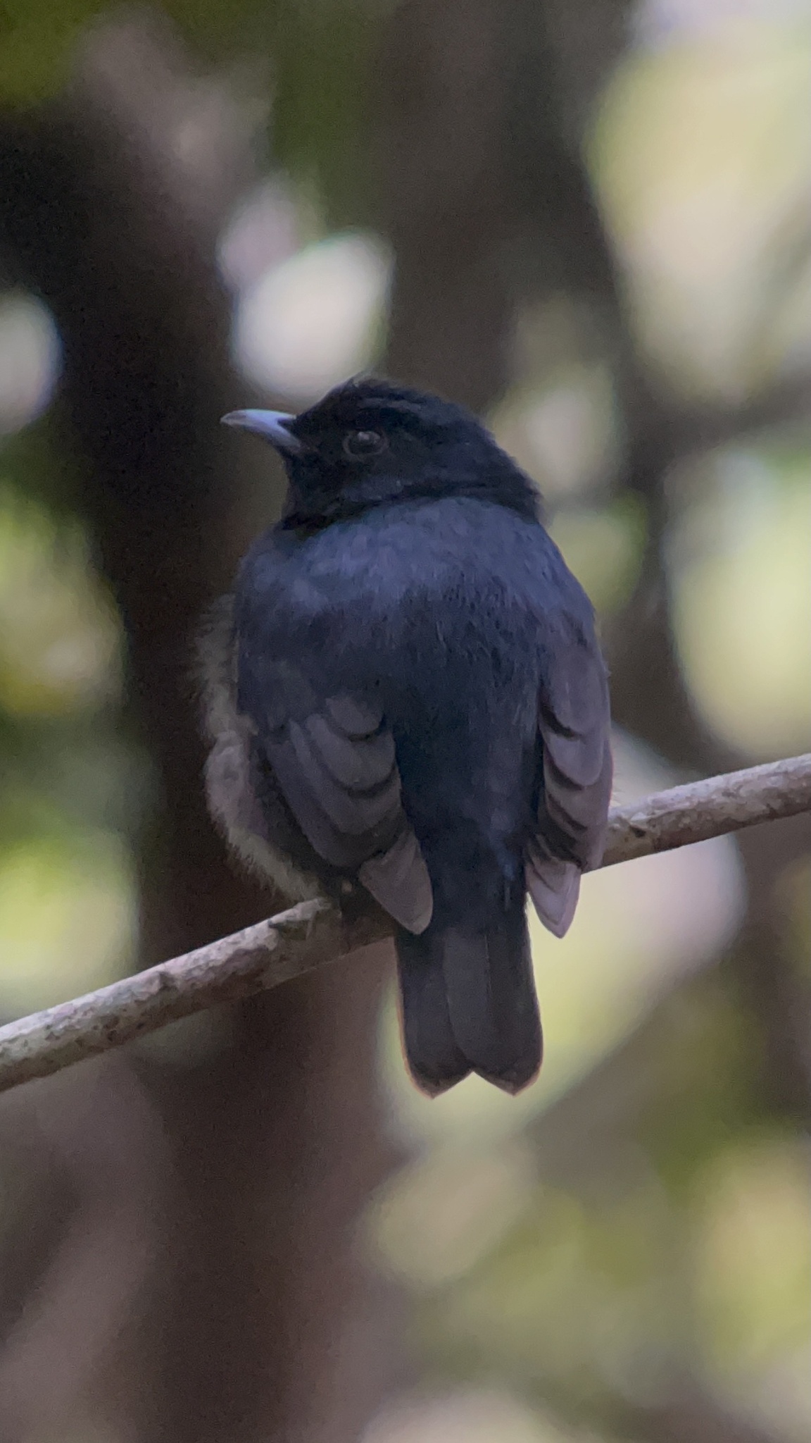 Black Manakin (Xenopipo atronitens), photo 6
