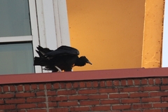 Coragyps atratus