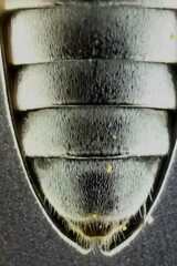 Prosopocera jacobeae