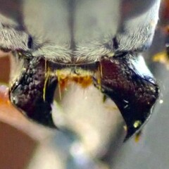 Prosopocera jacobeae