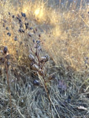 Camassia