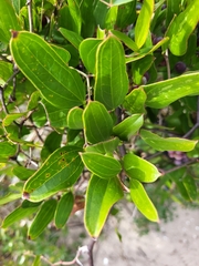 Smilax auriculata