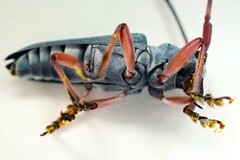 Prosopocera jacobeae