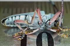 Prosopocera jacobeae