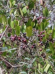 Smilax auriculata