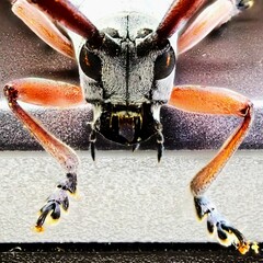 Prosopocera jacobeae