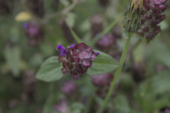 Prunella vulgaris