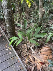 Linospadix microcaryus