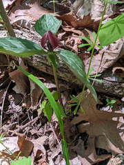 Trillium recurvatum