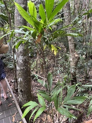 Linospadix microcaryus