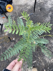 Sesbania vesicaria