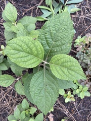 Callicarpa