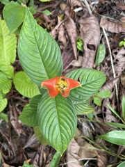 Palicourea tomentosa