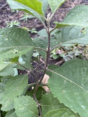 Callicarpa