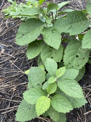 Callicarpa