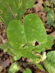 Gonolobus suberosus