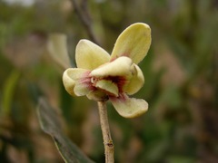 Annonaceae
