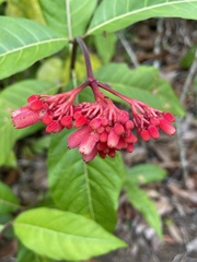 Palicourea nitidella