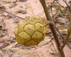 Annonaceae
