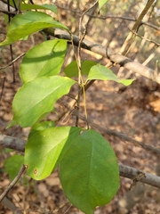 Thyrsanthella difformis