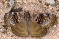 Chiomara basigutta