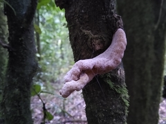 Austrobasidium pehueldeni