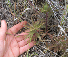 Castilleja hispida acuta