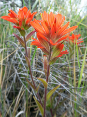 Castilleja hispida acuta
