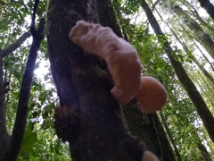 Austrobasidium pehueldeni