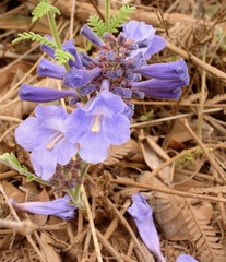 Jacaranda