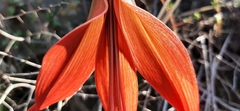 Sprekelia formosissima