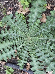 Cirsium texanum