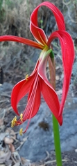 Sprekelia formosissima