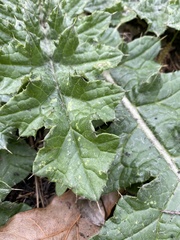 Cirsium texanum