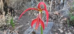 Sprekelia formosissima