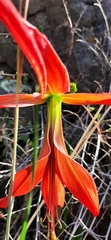Sprekelia formosissima