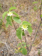 Passiflora mansoi