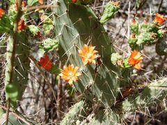 Tacinga palmadora